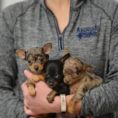 AMC of Hattiesburg staff holding three puppies